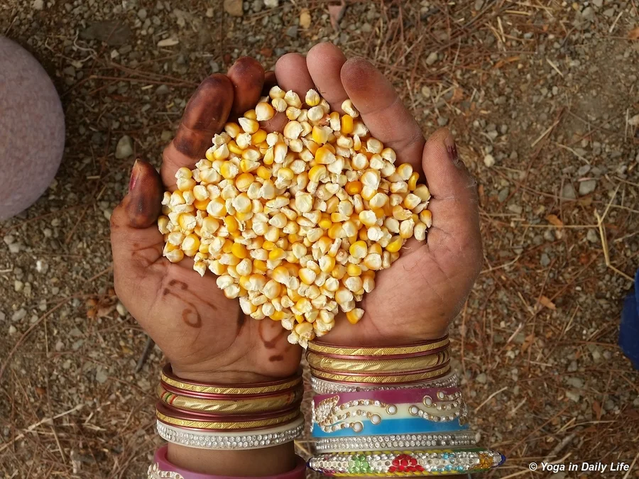 corn seed saved from our field last year 72dpi 1200 wm